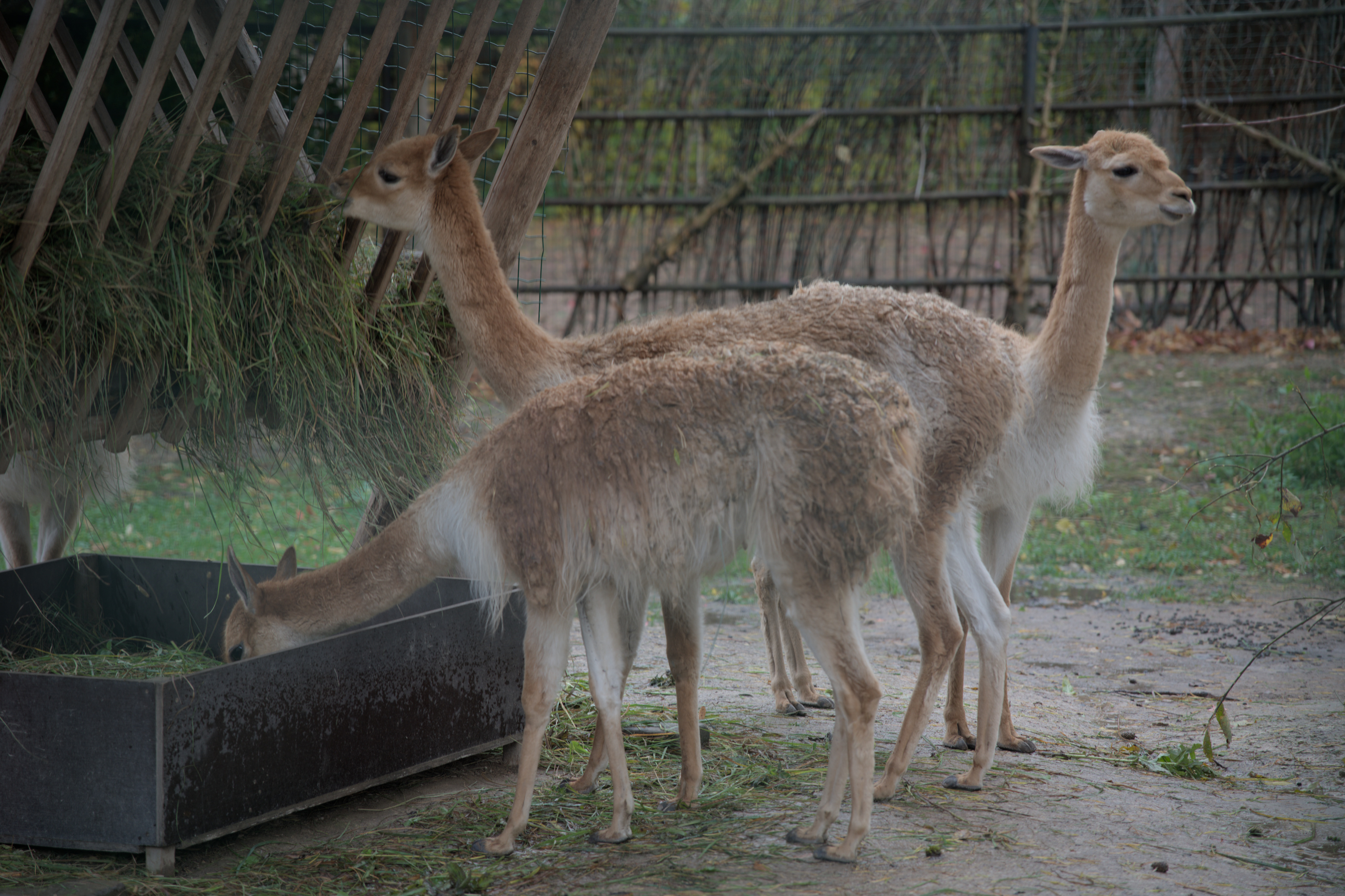 2025/10/12 - zoo/DSC_0344.jpg